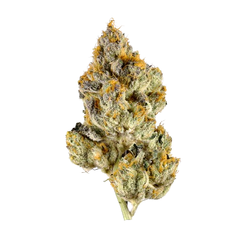 Lemon Cherry Gelato